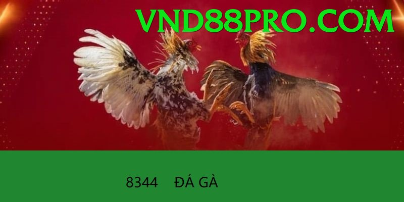 Đá Gà Trực Tiếp - Trải nghiệm tuyệt vời - Game casual