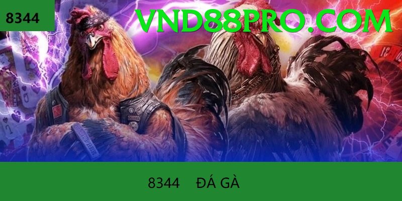 Đá Gà Trực Tiếp - vnd88 - Cài đặt